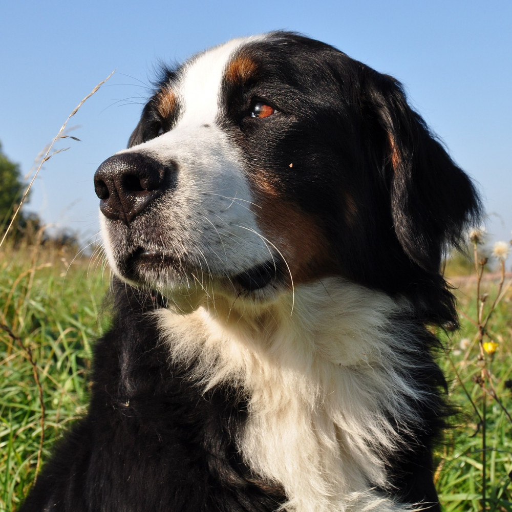 dog-g0c6e53596_1920